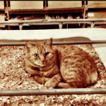 The Foreman - Bateaux Tirot's cat