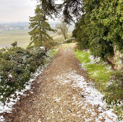 Waiting for Spring in Burgundy - Alex Lalak