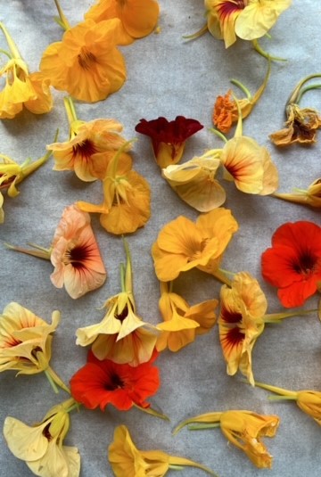Connecting Kids to Nature - Little French Heart - Growing nasturtiums (2)