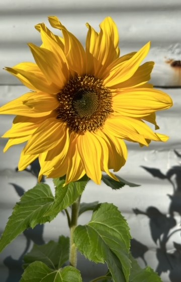 Connecting Kids to Nature - Little French Heart - Growing sunflowers are perfect activities