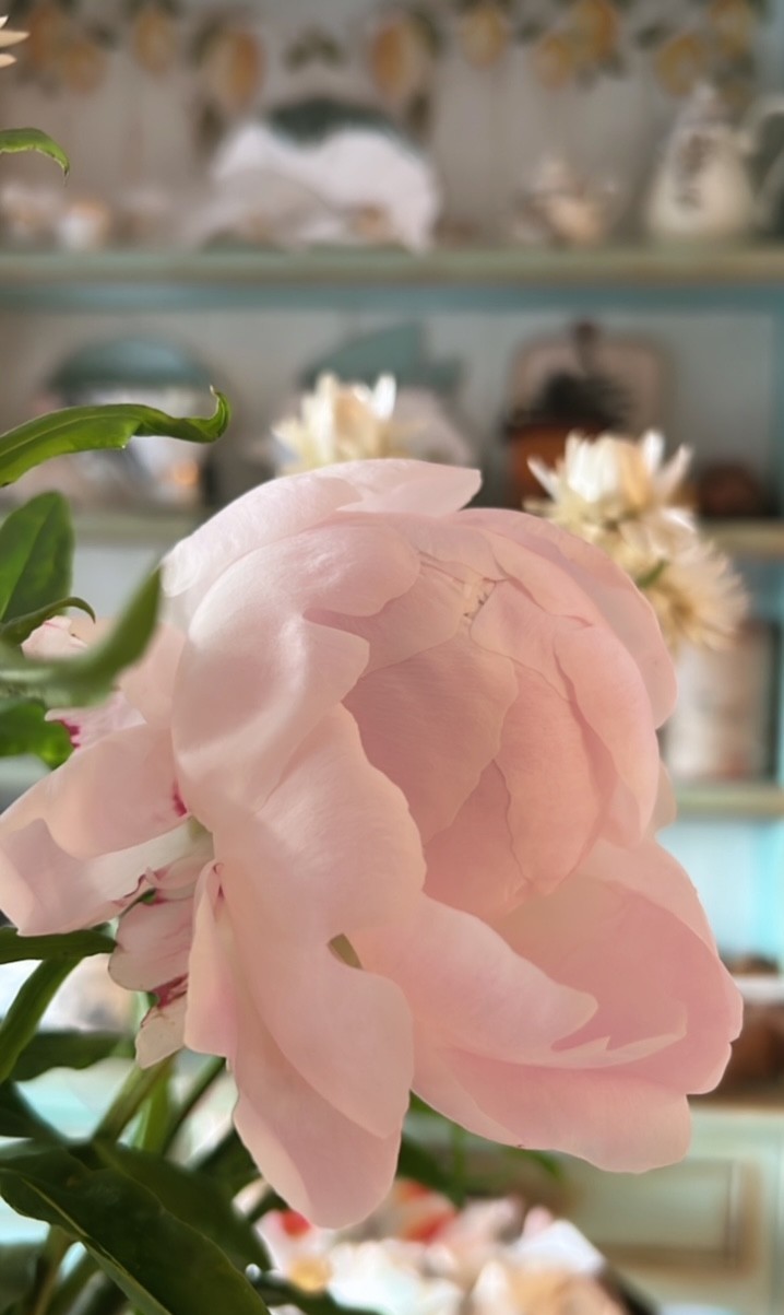 How to Care for Your Peony Bouquet 7 How to care for your peony bouquet - Paris Peonies