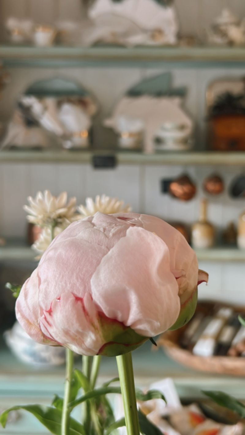 How to Care for Your Peony Bouquet 5 How to care for your peony bouquet - Peony Bud