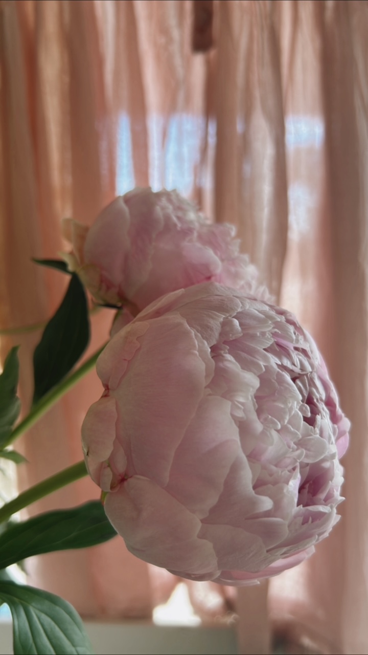 How to Care for Your Peony Bouquet 3 How to care for your peony bouquet with light pink peony