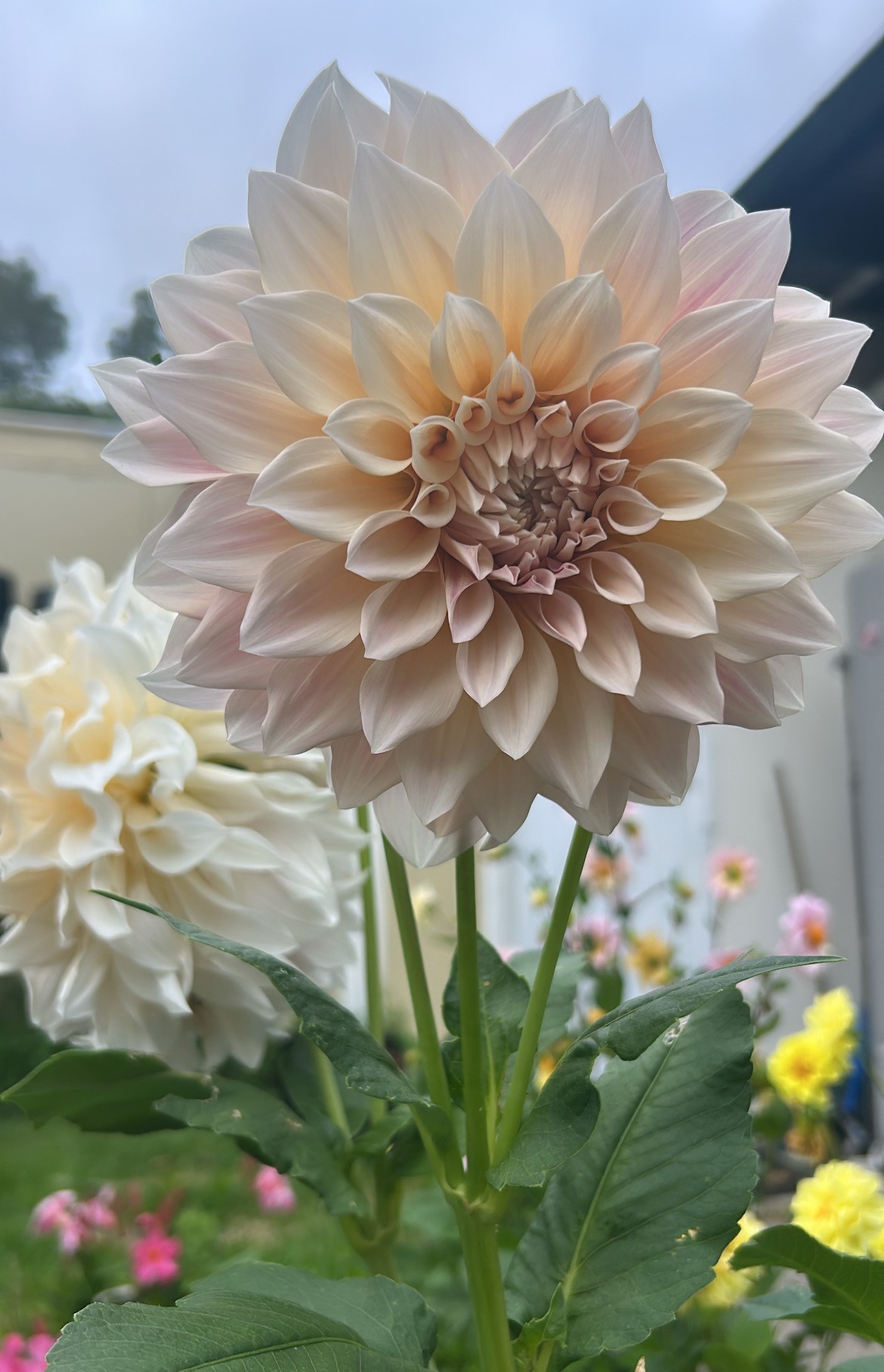 Good for the soul - little french heart garden